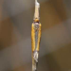 Philobota undescribed species near arabella at Hackett, ACT - 3 Sep 2019 11:58 AM