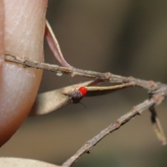 Psocodea 'Psocoptera' sp. (order) (Unidentified plant louse) at ANBG - 3 Sep 2019 by TimL