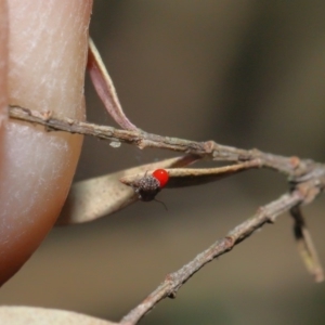 Psocodea 'Psocoptera' sp. (order) at Hackett, ACT - 3 Sep 2019 11:52 AM