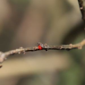 Psocodea 'Psocoptera' sp. (order) at Hackett, ACT - 3 Sep 2019 11:52 AM