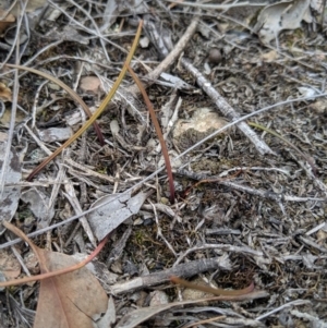 Thelymitra sp. at Carwoola, NSW - suppressed