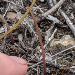 Thelymitra sp. at Carwoola, NSW - suppressed