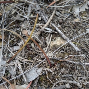 Thelymitra sp. at Carwoola, NSW - suppressed