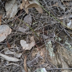 Thelymitra sp. at Carwoola, NSW - suppressed