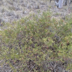 Grevillea juniperina at Carwoola, NSW - 4 Sep 2019