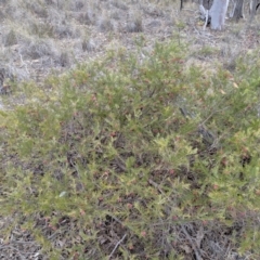 Grevillea juniperina (Grevillea) at Carwoola, NSW - 4 Sep 2019 by MattM