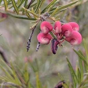 Grevillea juniperina at Carwoola, NSW - 4 Sep 2019