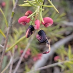 Grevillea juniperina at Carwoola, NSW - 4 Sep 2019