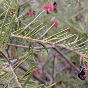 Grevillea juniperina at Carwoola, NSW - 4 Sep 2019