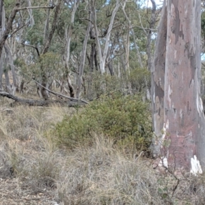 Grevillea juniperina at Carwoola, NSW - 4 Sep 2019