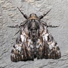 Rhuma (genus) (A Geometer moth) at Rosedale, NSW - 30 Aug 2019 by jb2602