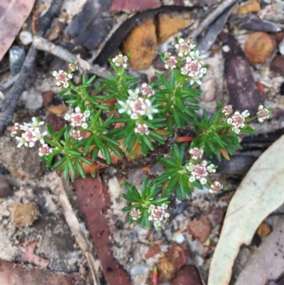 Poranthera ericifolia at Woodstock, NSW - 1 Sep 2019 by Evelynm
