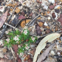 Poranthera ericifolia at Woodstock, NSW - 2 Sep 2019