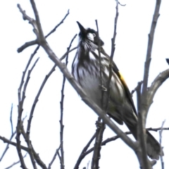 Phylidonyris novaehollandiae (New Holland Honeyeater) at Guerilla Bay, NSW - 30 Aug 2019 by jb2602