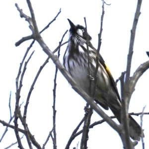 Phylidonyris novaehollandiae at Guerilla Bay, NSW - 30 Aug 2019