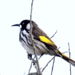 Phylidonyris novaehollandiae at Guerilla Bay, NSW - 30 Aug 2019