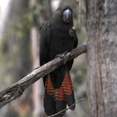 Calyptorhynchus lathami lathami (Glossy Black-Cockatoo) at Mogo State Forest - 30 Aug 2019 by jb2602