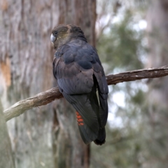 Calyptorhynchus lathami at Mogo, NSW - 30 Aug 2019