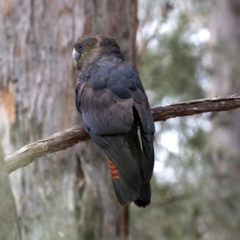 Calyptorhynchus lathami lathami at Mogo, NSW - 30 Aug 2019