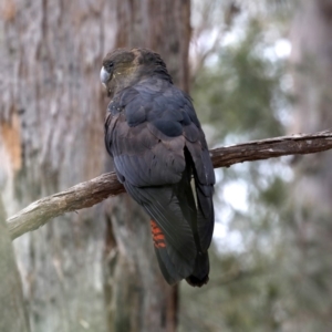 Calyptorhynchus lathami at Mogo, NSW - 30 Aug 2019
