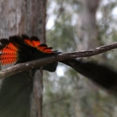 Calyptorhynchus lathami lathami at Mogo, NSW - suppressed