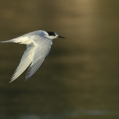 Sterna striata (White-fronted Tern) at Pambula - 3 Sep 2019 by Leo