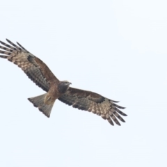 Lophoictinia isura (Square-tailed Kite) at Mimosa Rocks National Park - 4 Sep 2019 by Leo