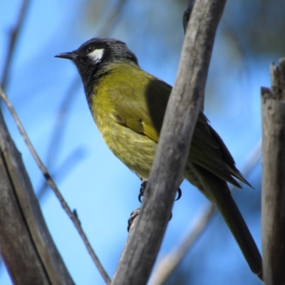 Nesoptilotis leucotis (White-eared Honeyeater) at Namadgi National Park - 4 Sep 2019 by KShort