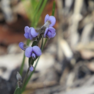 Hovea heterophylla at Tennent, ACT - 4 Sep 2019