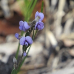 Hovea heterophylla (Common Hovea) at Tennent, ACT - 4 Sep 2019 by KShort