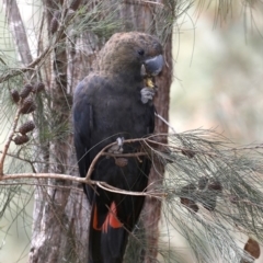 Calyptorhynchus lathami lathami (Glossy Black-Cockatoo) at Mogo State Forest - 30 Aug 2019 by jbromilow50