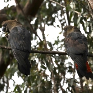 Calyptorhynchus lathami lathami at Mogo, NSW - suppressed