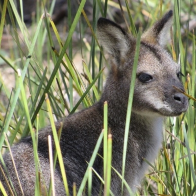 Notamacropus rufogriseus (Red-necked Wallaby) at Namadgi National Park - 4 Sep 2019 by KShort
