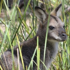 Notamacropus rufogriseus (Red-necked Wallaby) at Tennent, ACT - 4 Sep 2019 by KShort