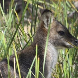 Notamacropus rufogriseus at Tennent, ACT - 4 Sep 2019