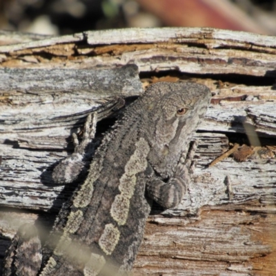 Amphibolurus muricatus (Jacky Lizard) at Namadgi National Park - 4 Sep 2019 by KShort