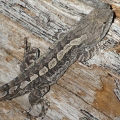 Amphibolurus muricatus at Tennent, ACT - 4 Sep 2019