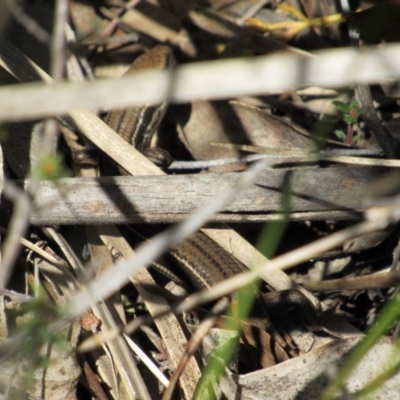 Acritoscincus duperreyi (Eastern Three-lined Skink) at Tennent, ACT - 4 Sep 2019 by KShort