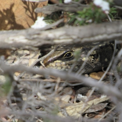 Liopholis whitii (White's Skink) at Namadgi National Park - 4 Sep 2019 by KShort