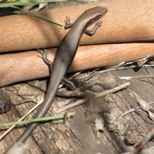 Carinascincus coventryi at Namadgi National Park - 4 Sep 2019