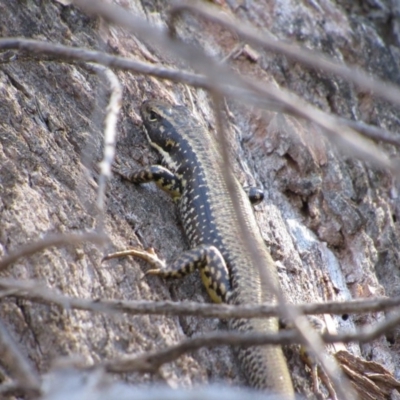 Eulamprus heatwolei (Yellow-bellied Water Skink) at Namadgi National Park - 4 Sep 2019 by KShort