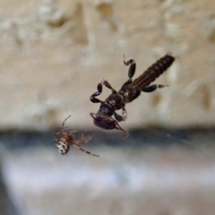 Embioptera sp. (order) (Unidentified webspinner) at Cook, ACT - 4 Sep 2019 by CathB