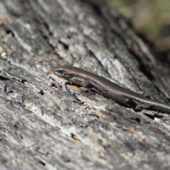 Pseudemoia entrecasteauxii (Woodland Tussock-skink) at Tennent, ACT - 4 Sep 2019 by KShort