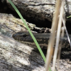 Eulamprus heatwolei (Yellow-bellied Water Skink) at Tennent, ACT - 4 Sep 2019 by KShort