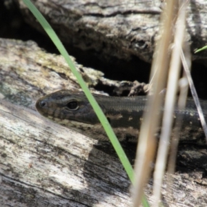 Eulamprus heatwolei at Tennent, ACT - 4 Sep 2019