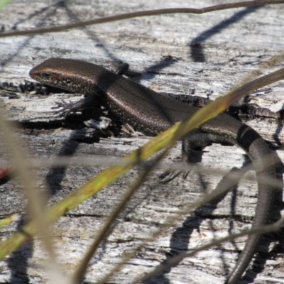 Pseudemoia entrecasteauxii (Woodland Tussock-skink) at Tennent, ACT - 4 Sep 2019 by KShort