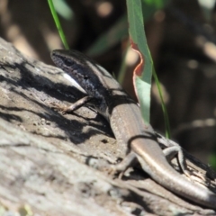 Pseudemoia entrecasteauxii (Woodland Tussock-skink) at Namadgi National Park - 4 Sep 2019 by KShort