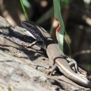 Pseudemoia entrecasteauxii at Tennent, ACT - 4 Sep 2019 03:00 PM