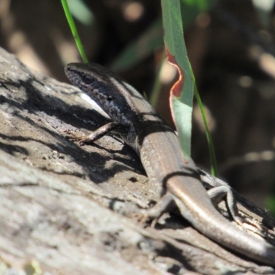 Pseudemoia entrecasteauxii (Woodland Tussock-skink) at Namadgi National Park - 4 Sep 2019 by KShort