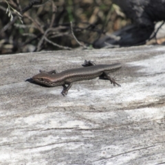 Pseudemoia entrecasteauxii (Woodland Tussock-skink) at Namadgi National Park - 4 Sep 2019 by KShort